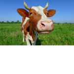 Cows Group (united)