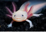TheAxolotlClan