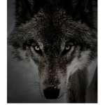 Wolfs gangs