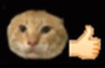 Epic cat group for epic cats
