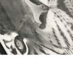 Cat Monkey dog
