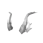 White Ivory Nocturnal Horns