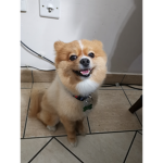 RobuxGroupForAdoptMe