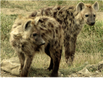 Spotted Hyena Fans!