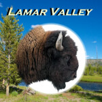 Lamar Valley