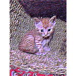 cats lovers