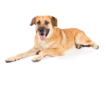 #DOG FAM