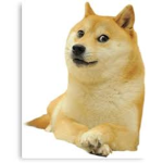 DOGES ARE AWESOME OK