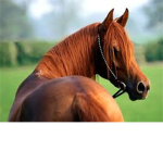 Horse Riders and Horse Lovers.