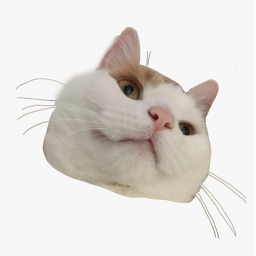 your filled with cats