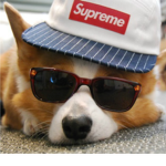 Doggo Clothing Corp.