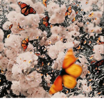 Butterfly.......squad