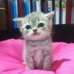 Catto Group