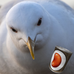fiskmås/Seagull
