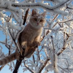 frosticlez