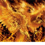 The Order Of The Pheonix the real deal
