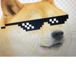 dogs do