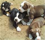 Pit Boss