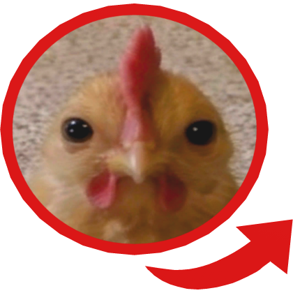 Chicken Red Circle