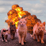 SWAG-CATS