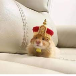 HAMSTER GANG H A M S T E R