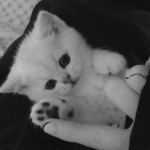 kitty‘