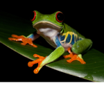 Frog Bros