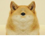 POLISH Bees and doges