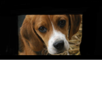 Beagles team