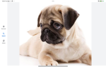 The dog doi group