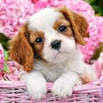 Dogs clothing cool!!