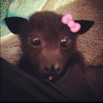 my heart ૮ • ﻌ - ა ♡🎀