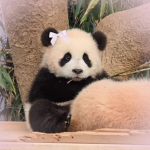 ‘Pandas!!