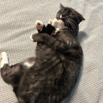 Silly Kitty Experiences