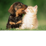 i love kittens and puppies
