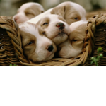 TEH BFFS