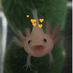 Little Axolotl Squad!