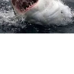 The Diving adventure: SHARK ATTACK! icon