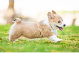 Corgi Hangout (Update)