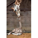 Team Giraffe for life