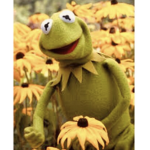 ~|The Muppets|~