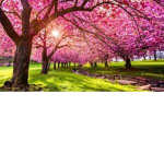 SpringFall