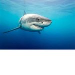 The Sharks of Robloxia [TSoR]