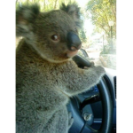 Annikoala
