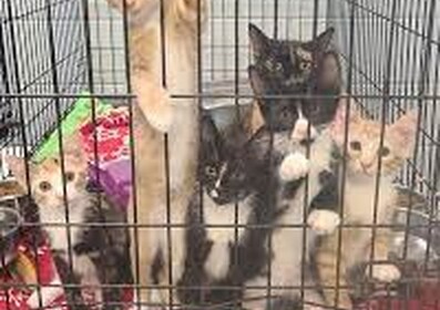 Robloxian Animal Shelter Rp