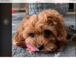 Adopt me dog trading Group