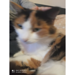 Cat meow team