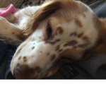 Ellie dog