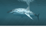 Shark hangout/club