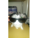 La lapine cute